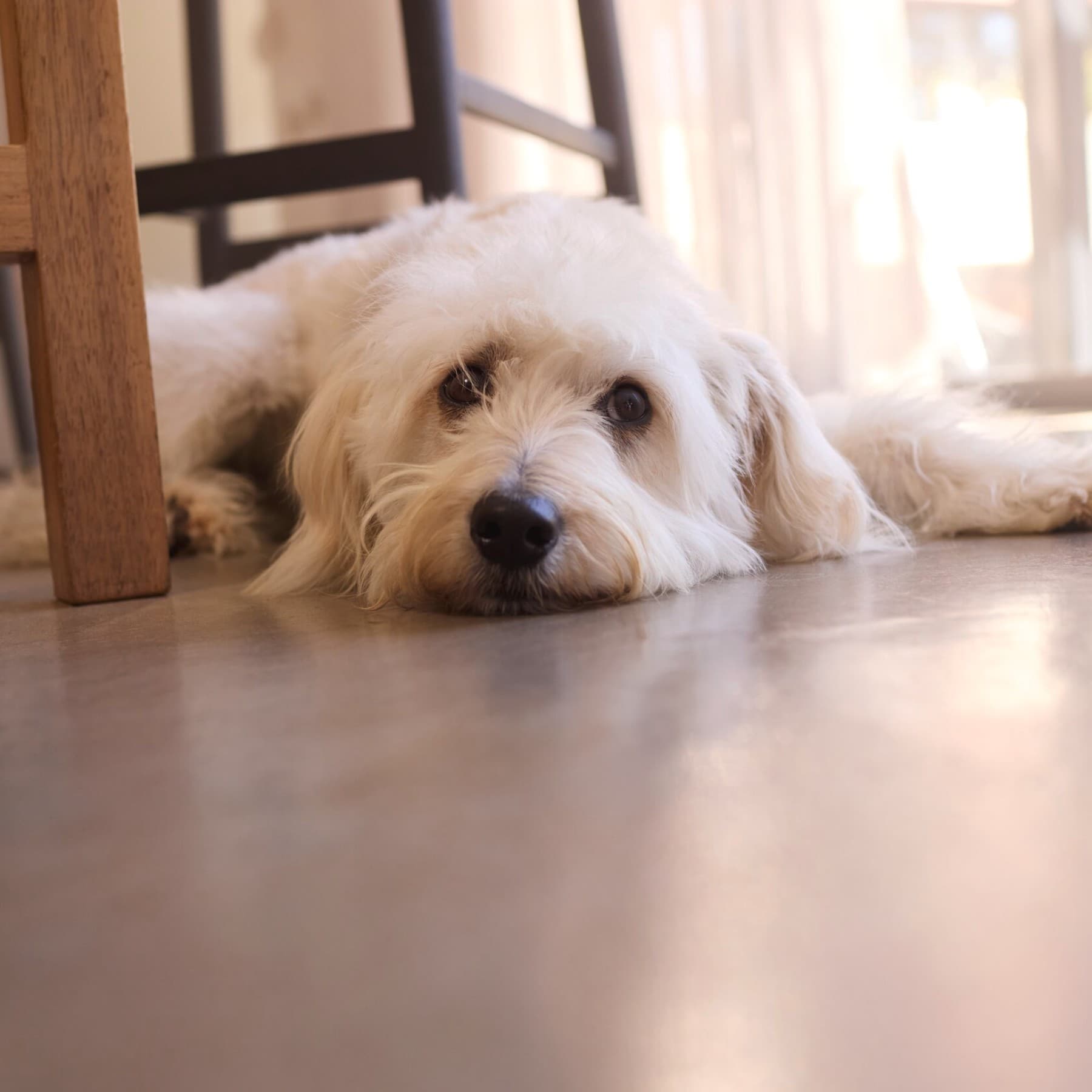 Hond ligt op de koele vloer in huis